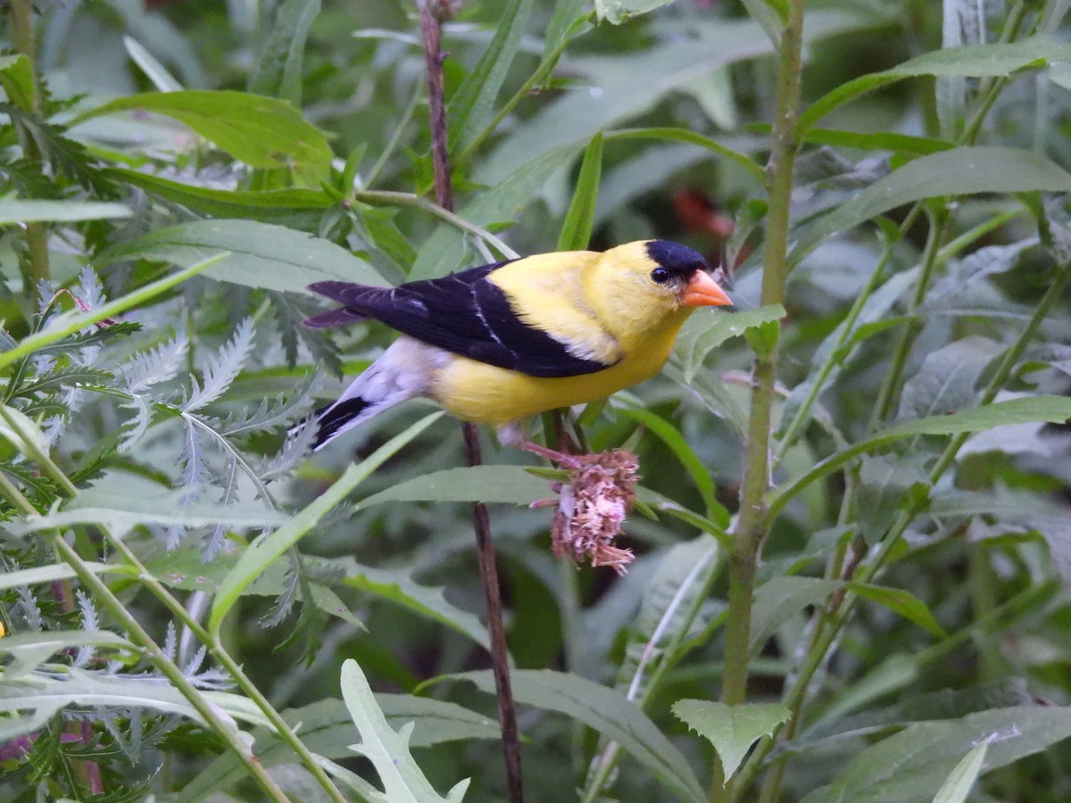 American Goldfinch - ML640063522