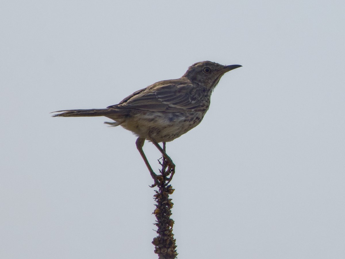 Sage Thrasher - ML640063554