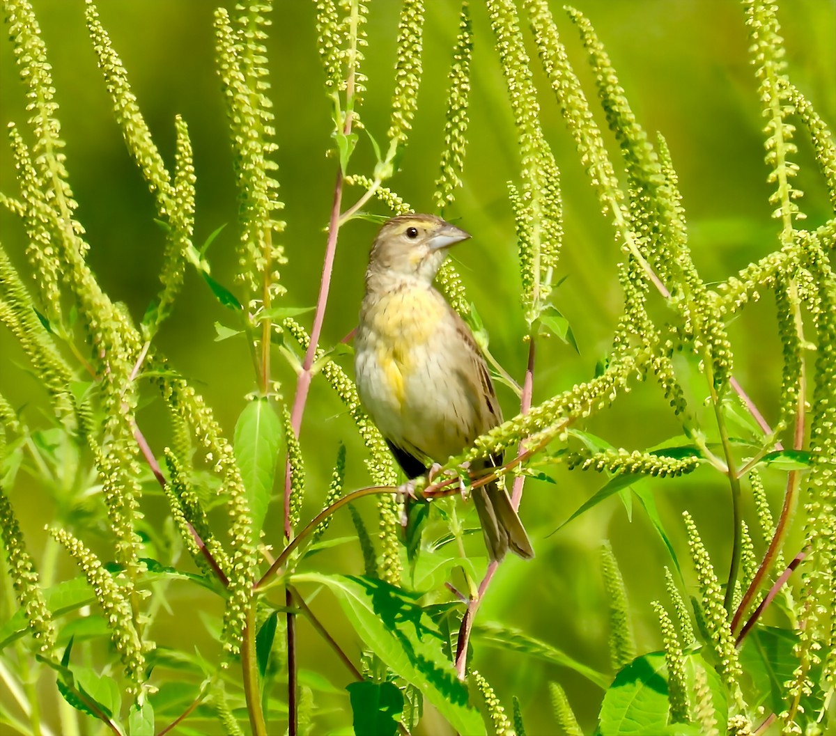 Dickcissel d'Amérique - ML640063562