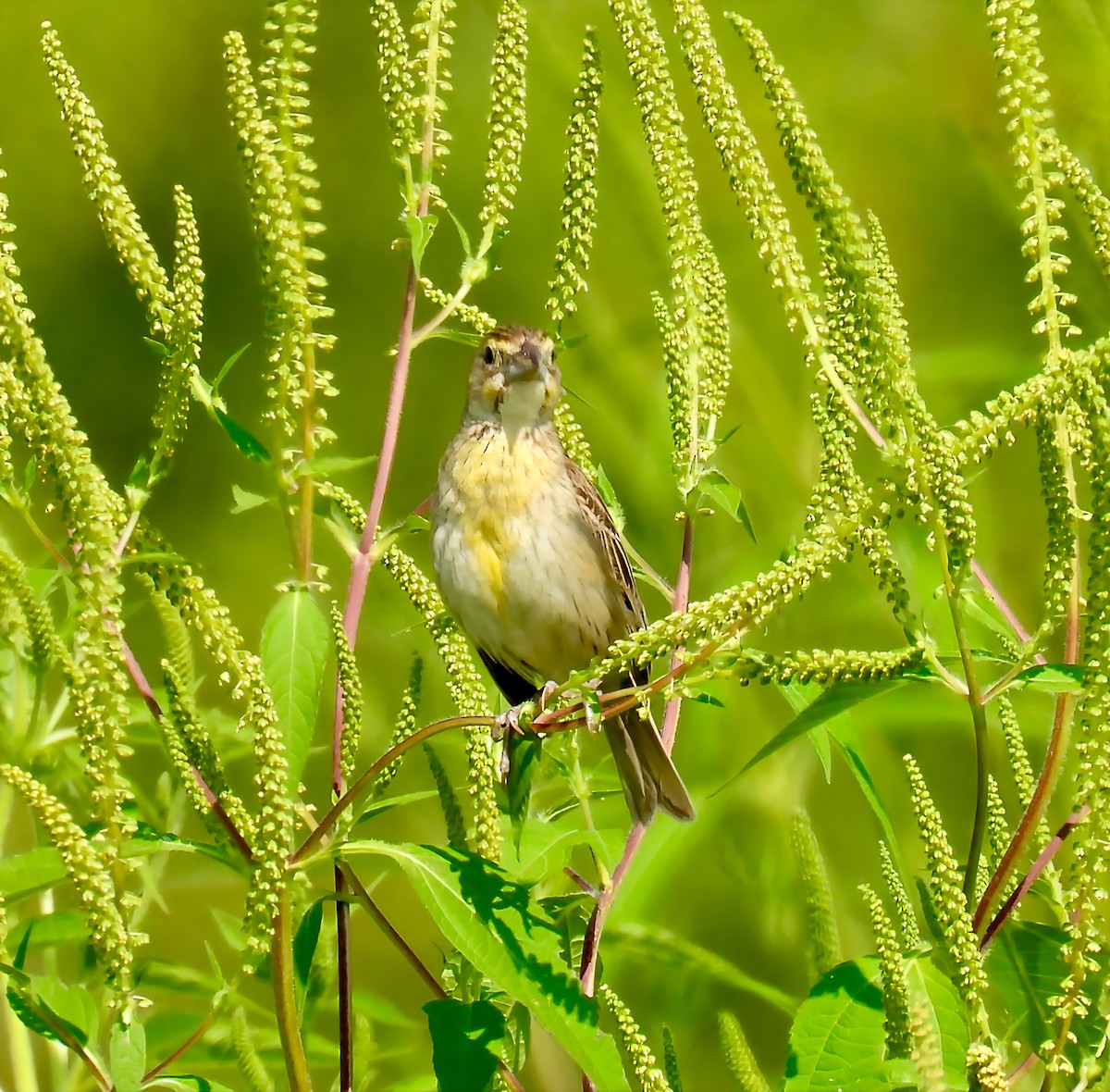 Dickcissel d'Amérique - ML640063563