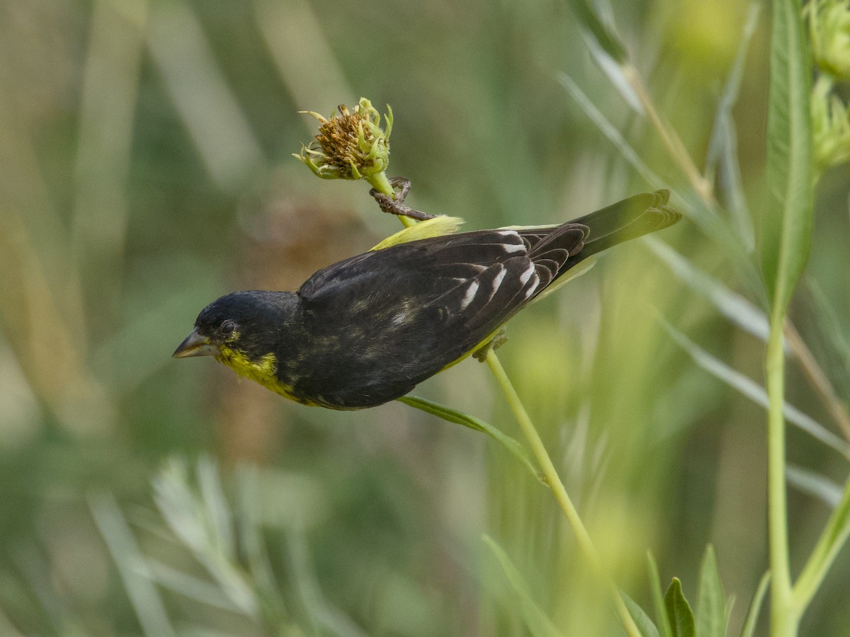 Lesser Goldfinch - ML640063570