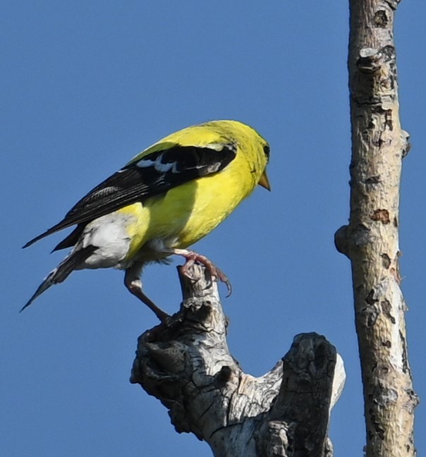 American Goldfinch - ML640063582