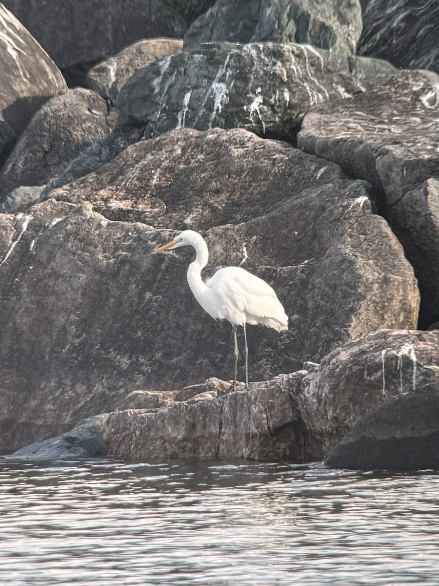Great Egret - ML640063626