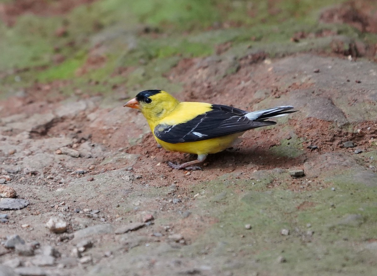 American Goldfinch - ML640063741