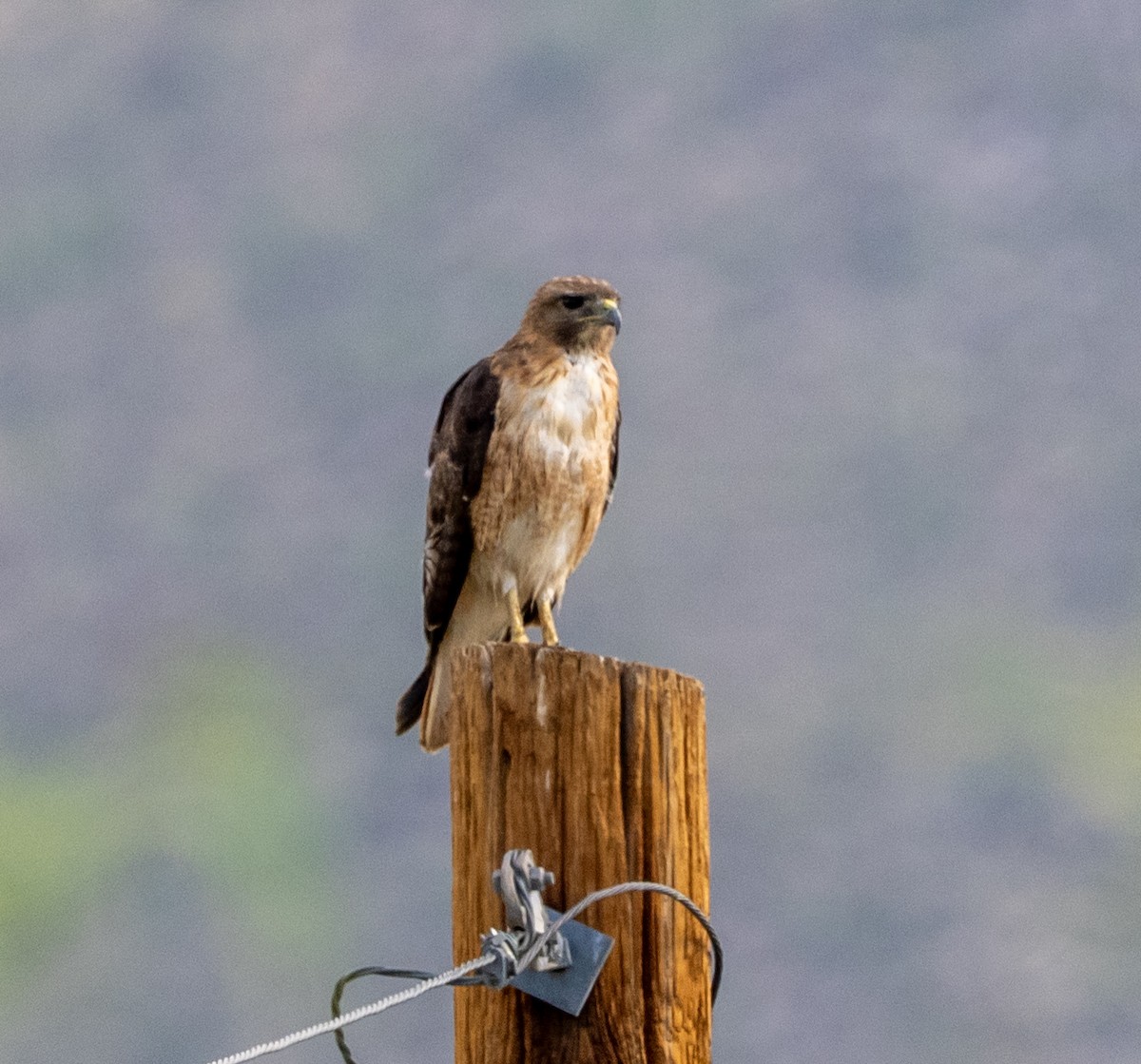 Red-tailed Hawk - ML640063744