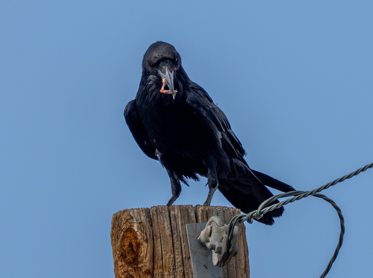 Common Raven - ML640063747