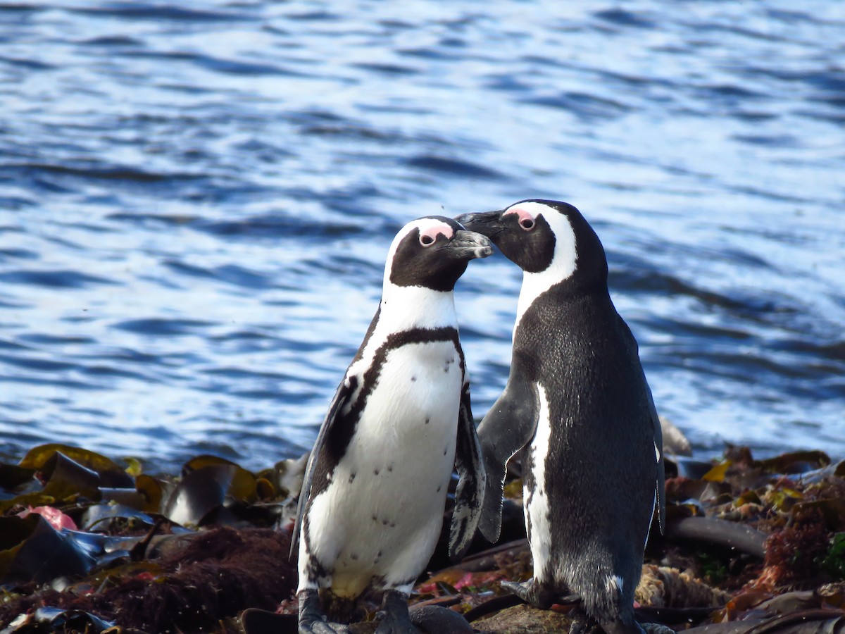 African Penguin - ML640063751