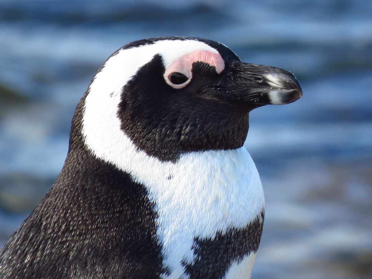 African Penguin - ML640063752