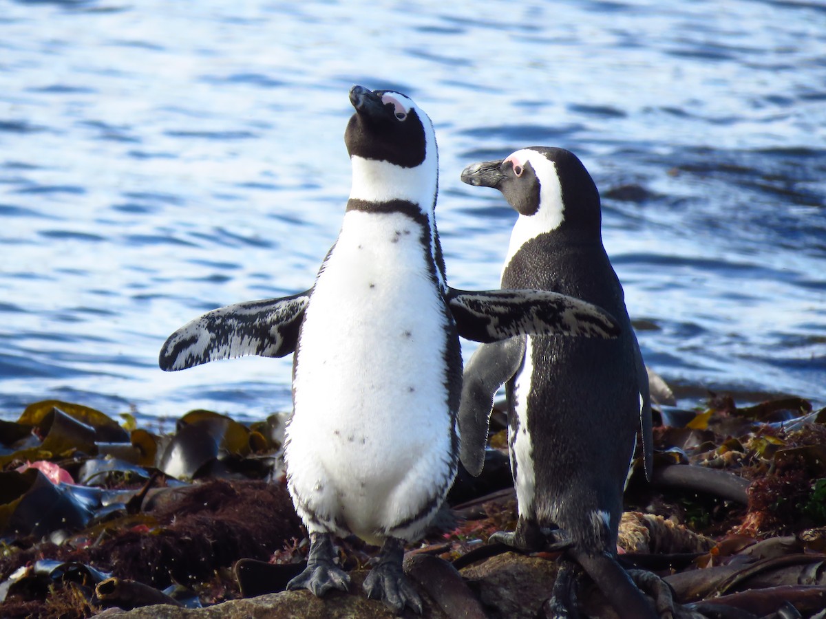 African Penguin - ML640063753