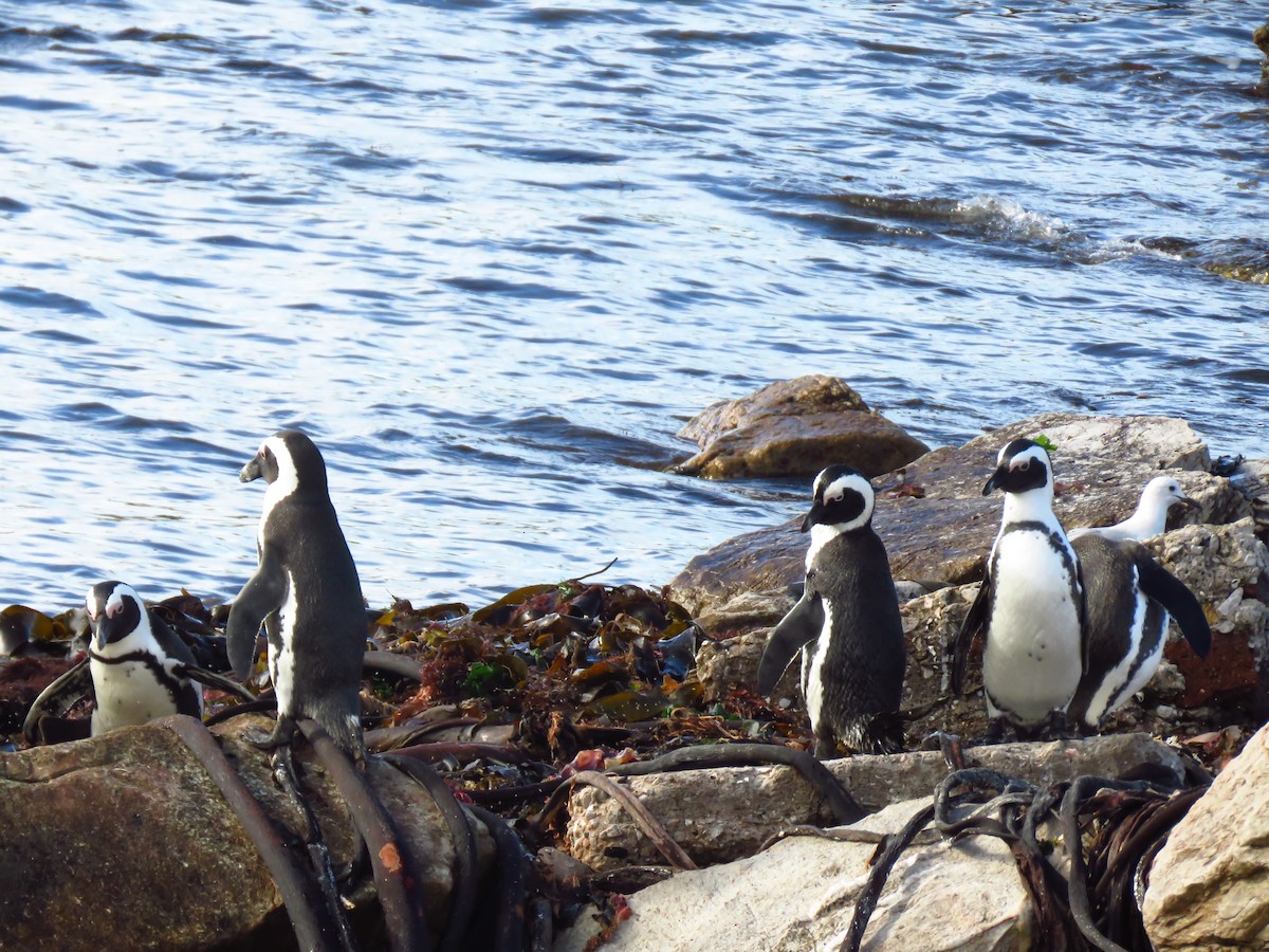 African Penguin - ML640063754