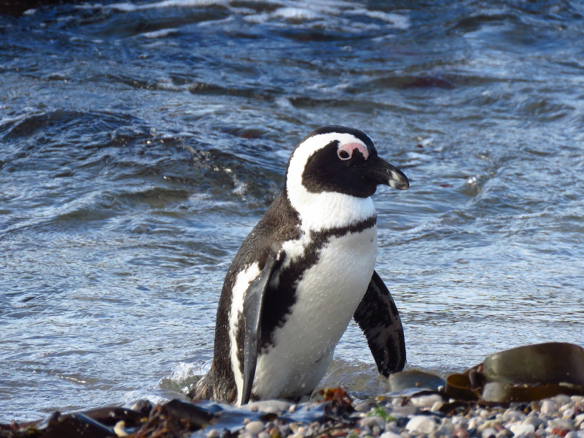African Penguin - ML640063755