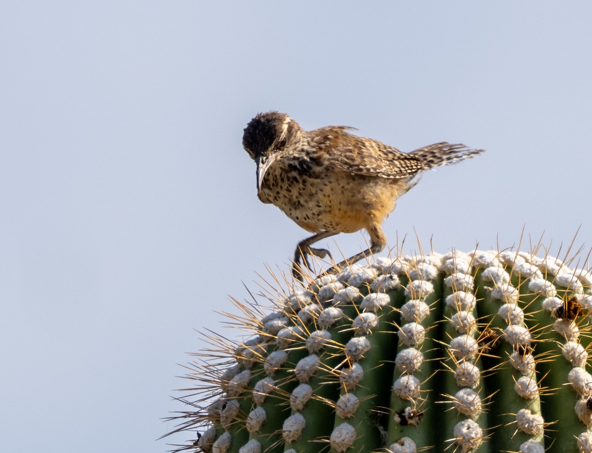 Cactus Wren - ML640063756