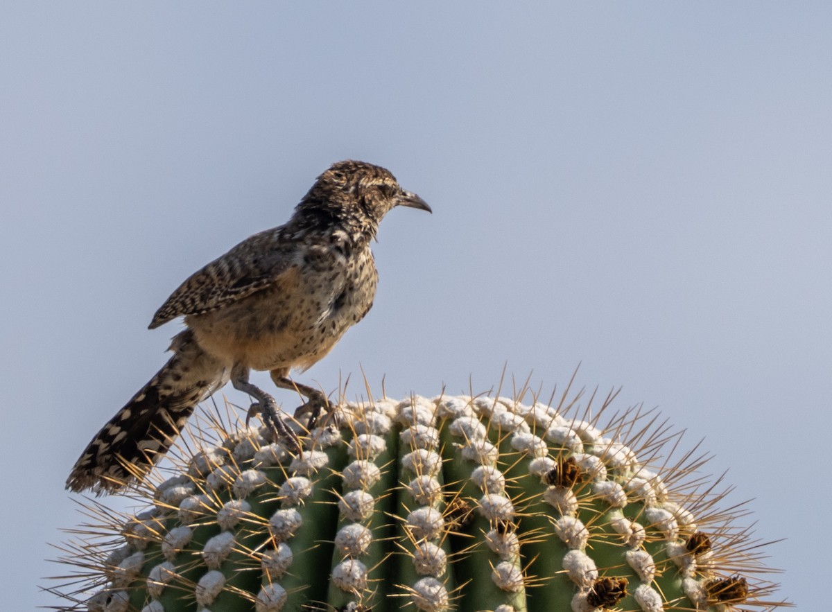 Cactus Wren - ML640063757
