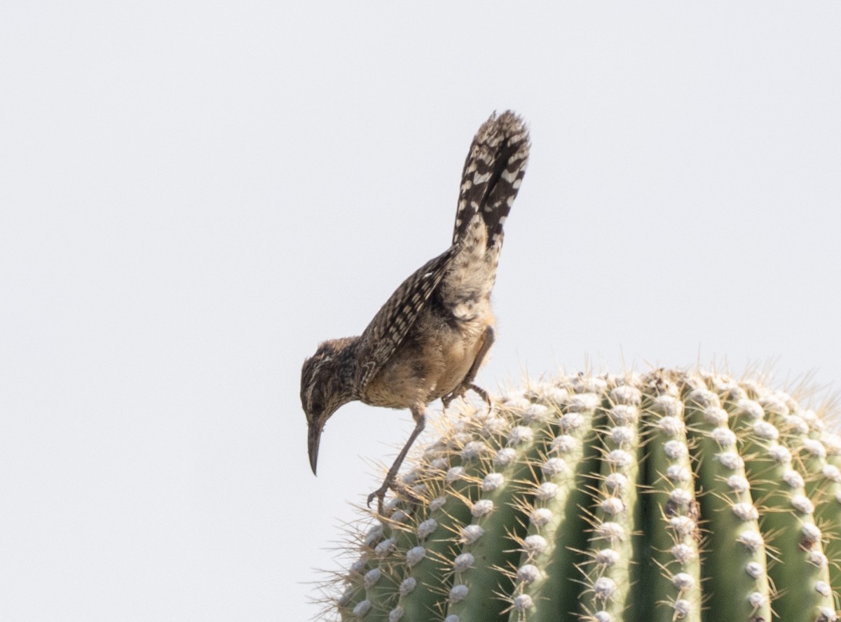 Cactus Wren - ML640063758