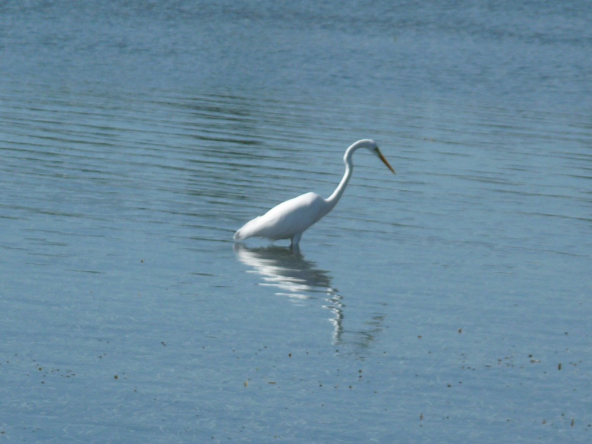 Great Egret - ML640063766