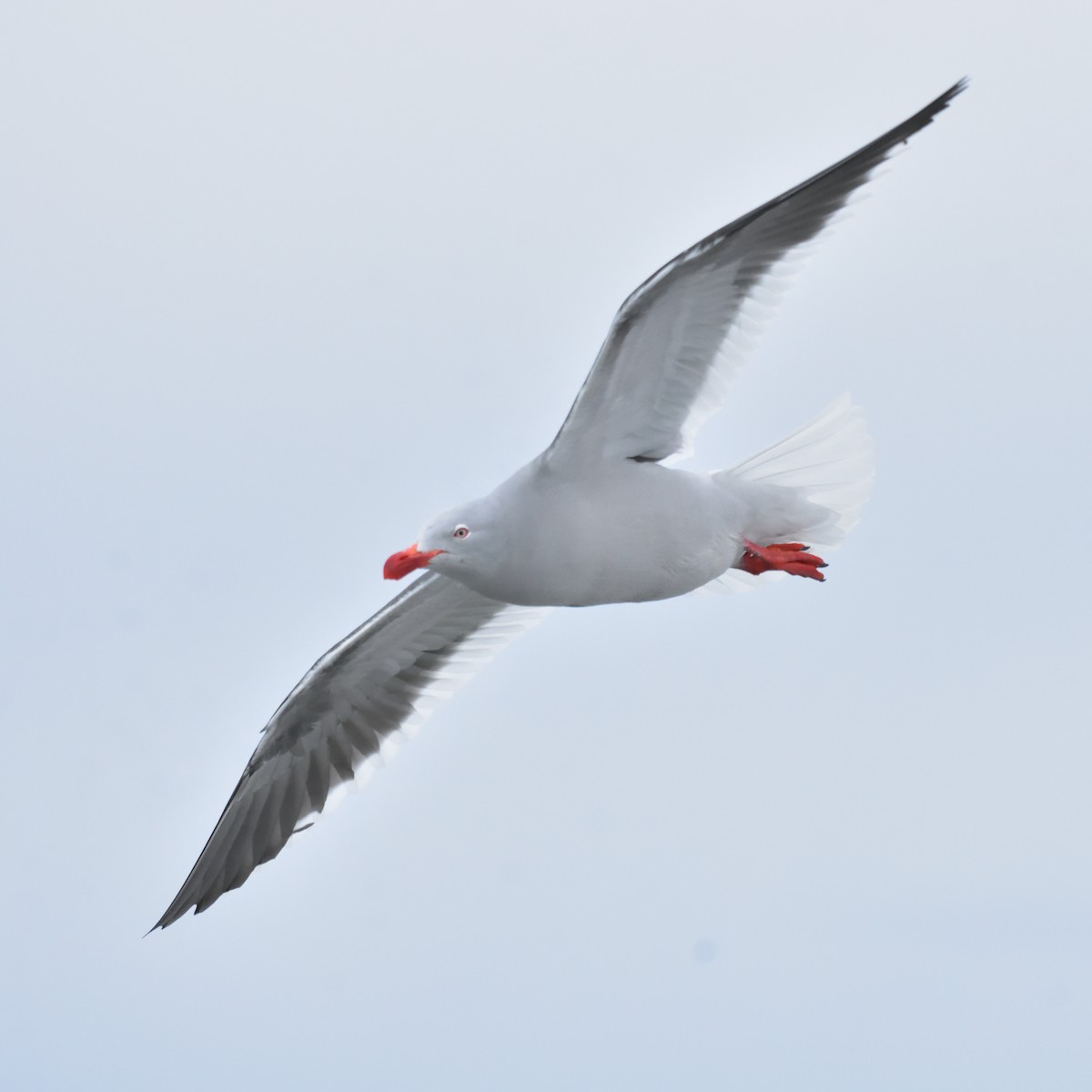 Dolphin Gull - ML640063779