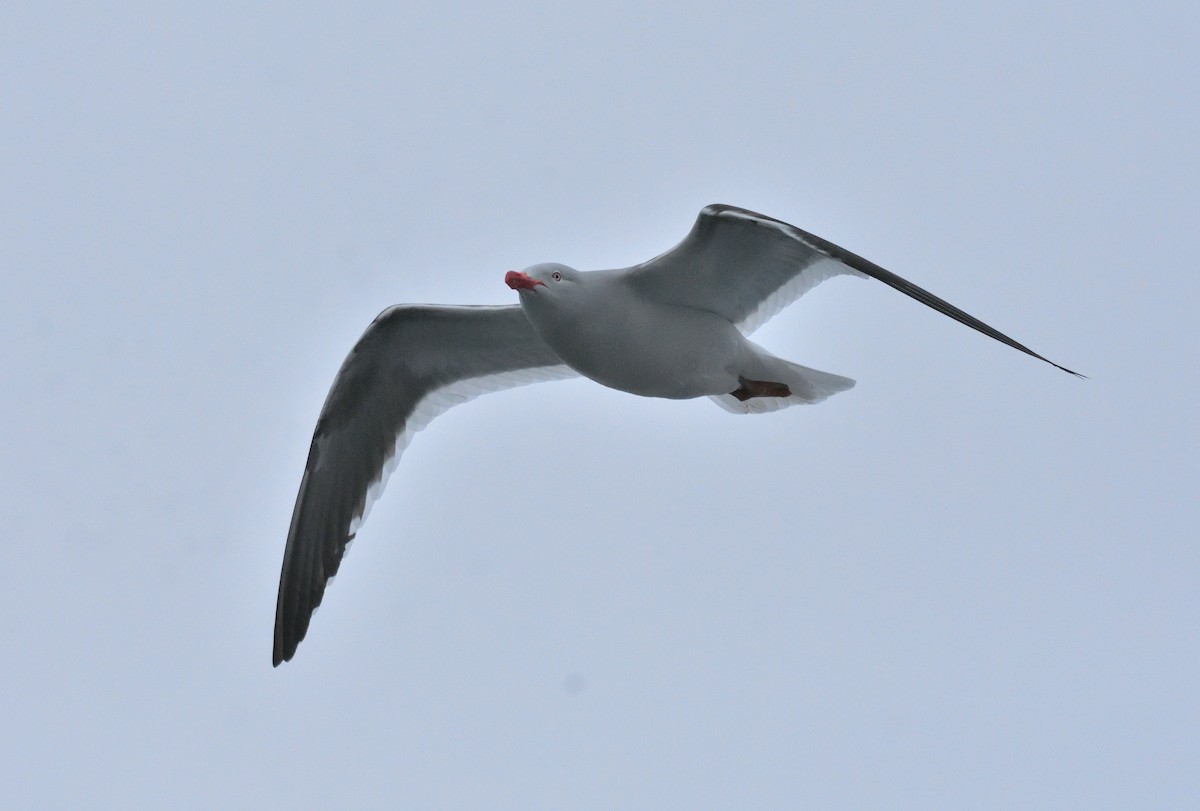 Dolphin Gull - ML640063780