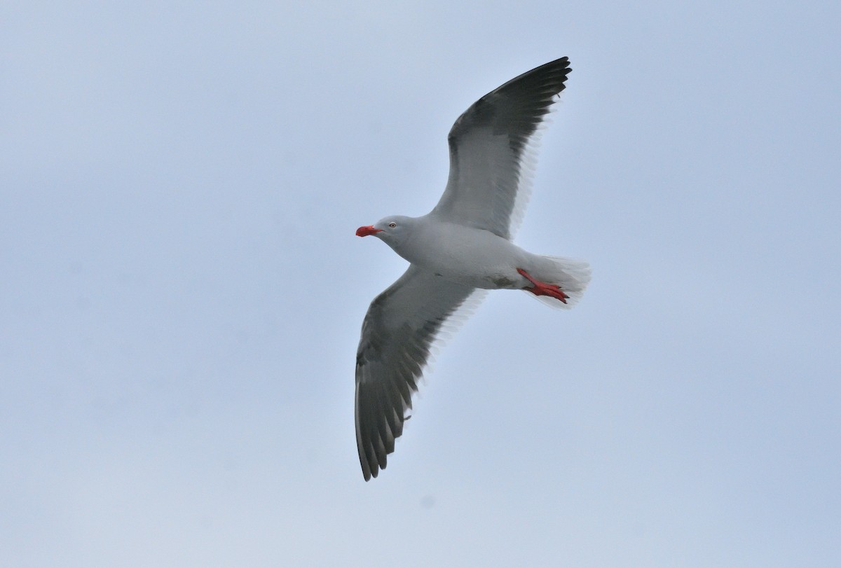 Dolphin Gull - ML640063781