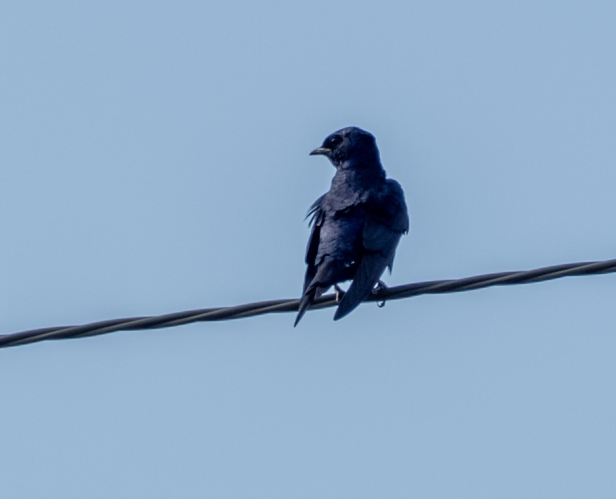 Purple Martin - ML640063783