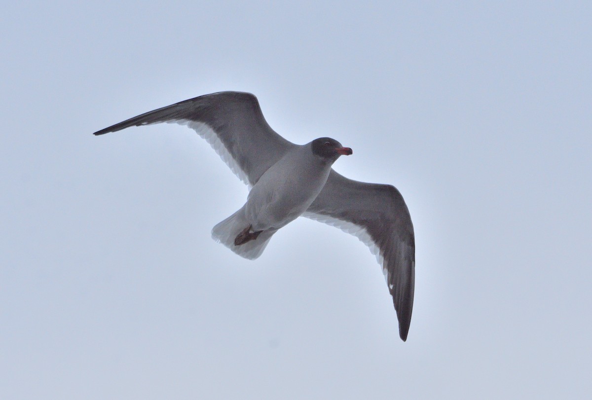 Dolphin Gull - ML640063843