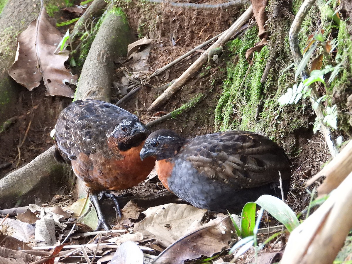 Rufous-breasted Wood-Quail - ML640063849
