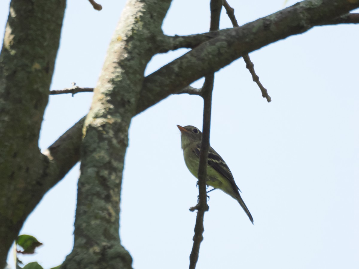 Sarı Karınlı Boreal Sinekkapan - ML640063853