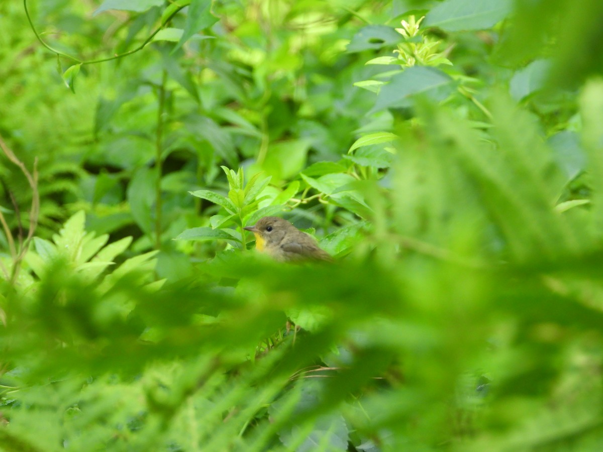 Common Yellowthroat - ML640063855