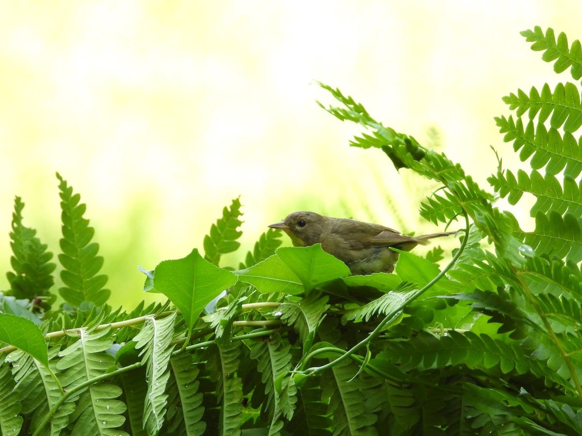 Common Yellowthroat - ML640063856