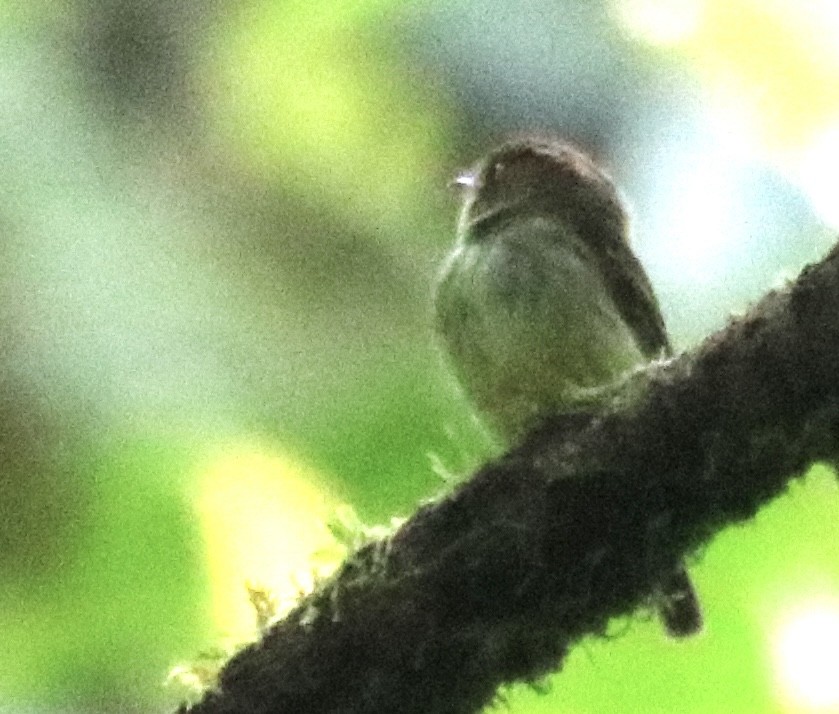 Scale-crested Pygmy-Tyrant - ML640063860