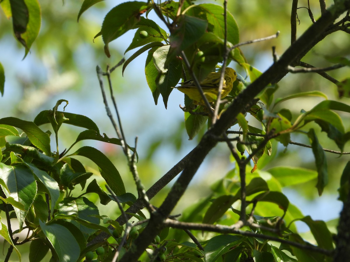 Yellow Warbler - ML640063861