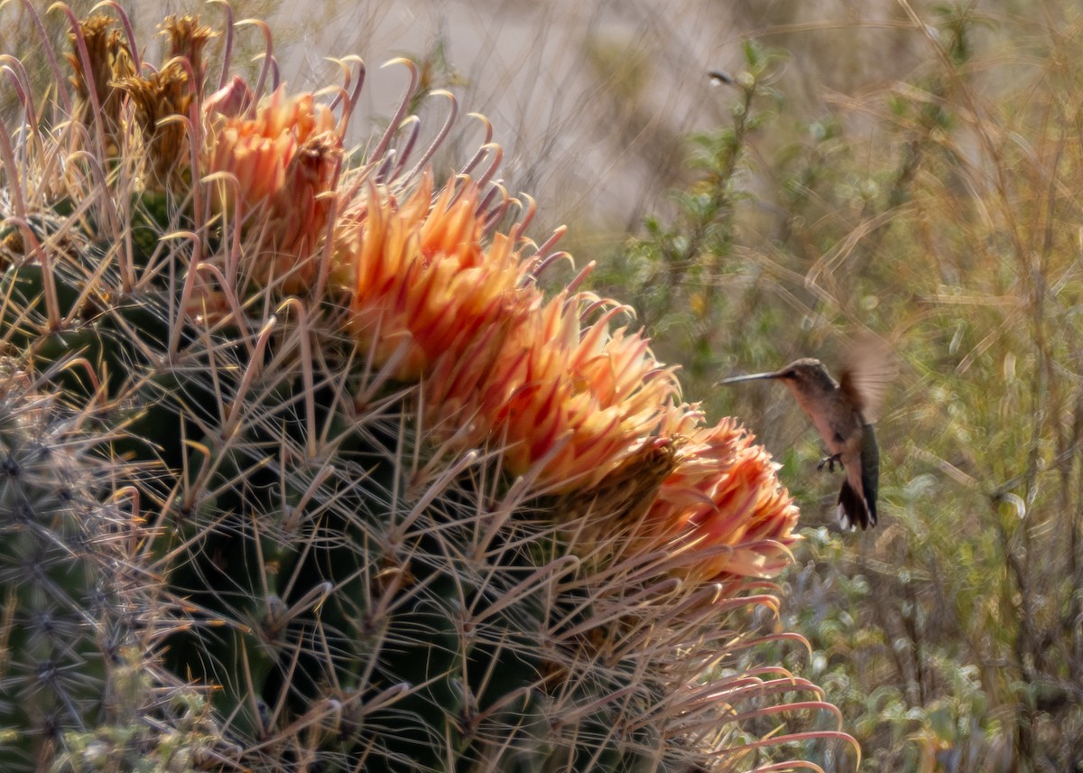 Anna's Hummingbird - ML640063888