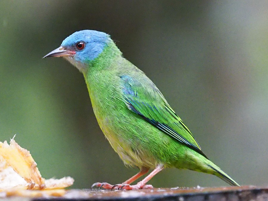 Blue Dacnis - ML640063890
