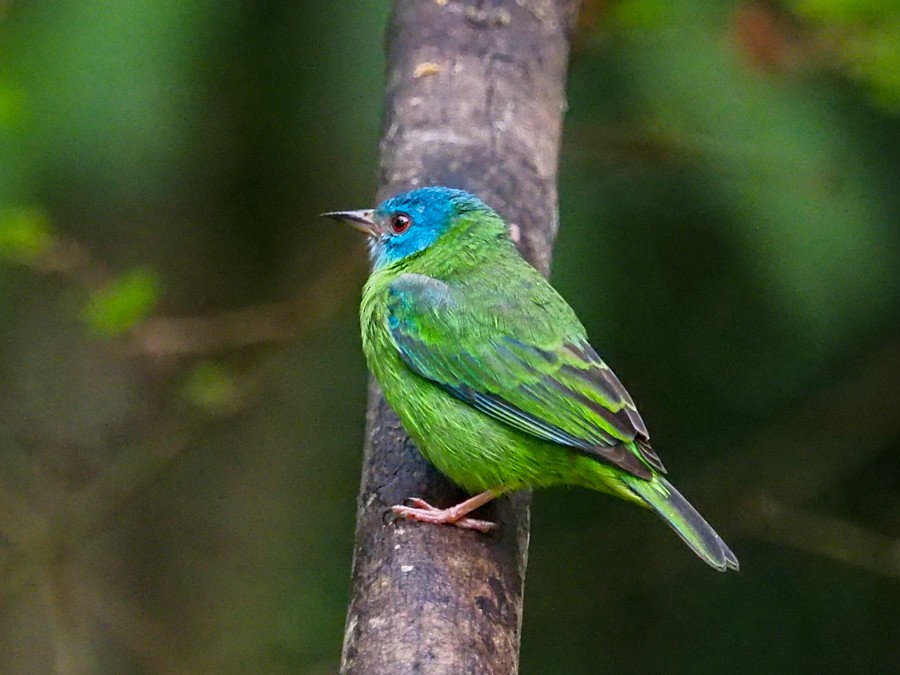 Blue Dacnis - ML640063892