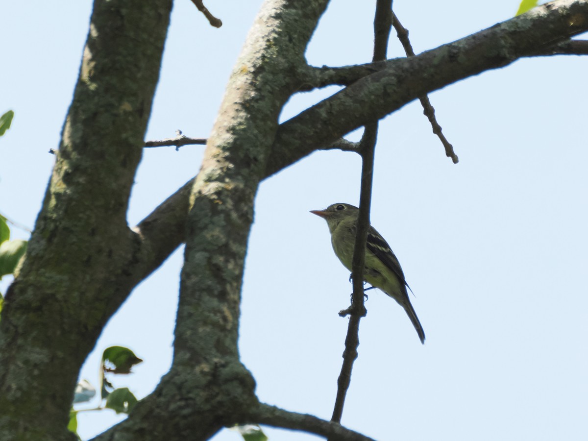 Sarı Karınlı Boreal Sinekkapan - ML640063893