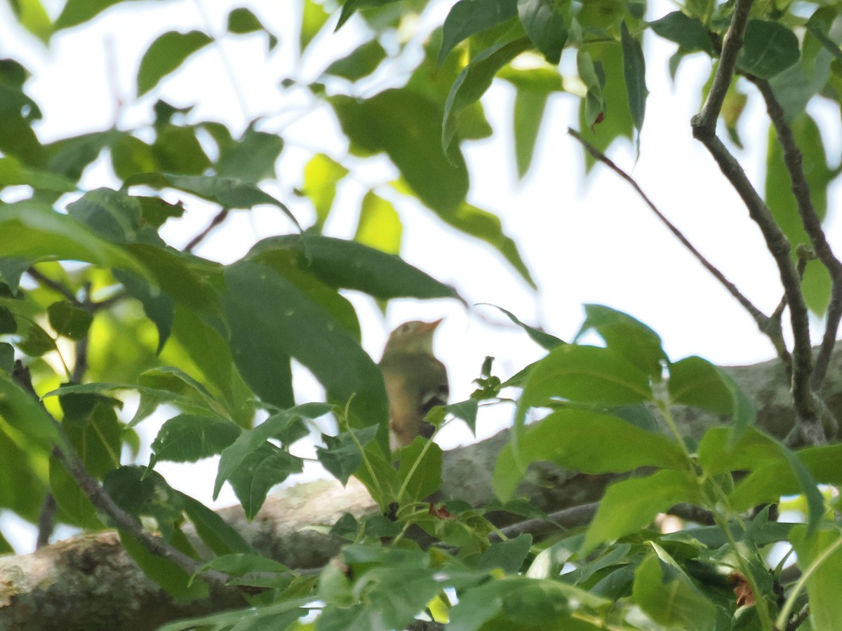 Sarı Karınlı Boreal Sinekkapan - ML640063894