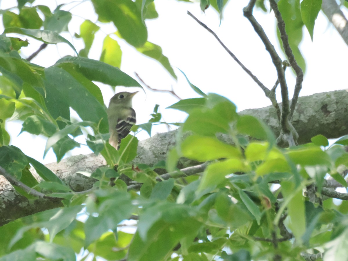 Sarı Karınlı Boreal Sinekkapan - ML640063895