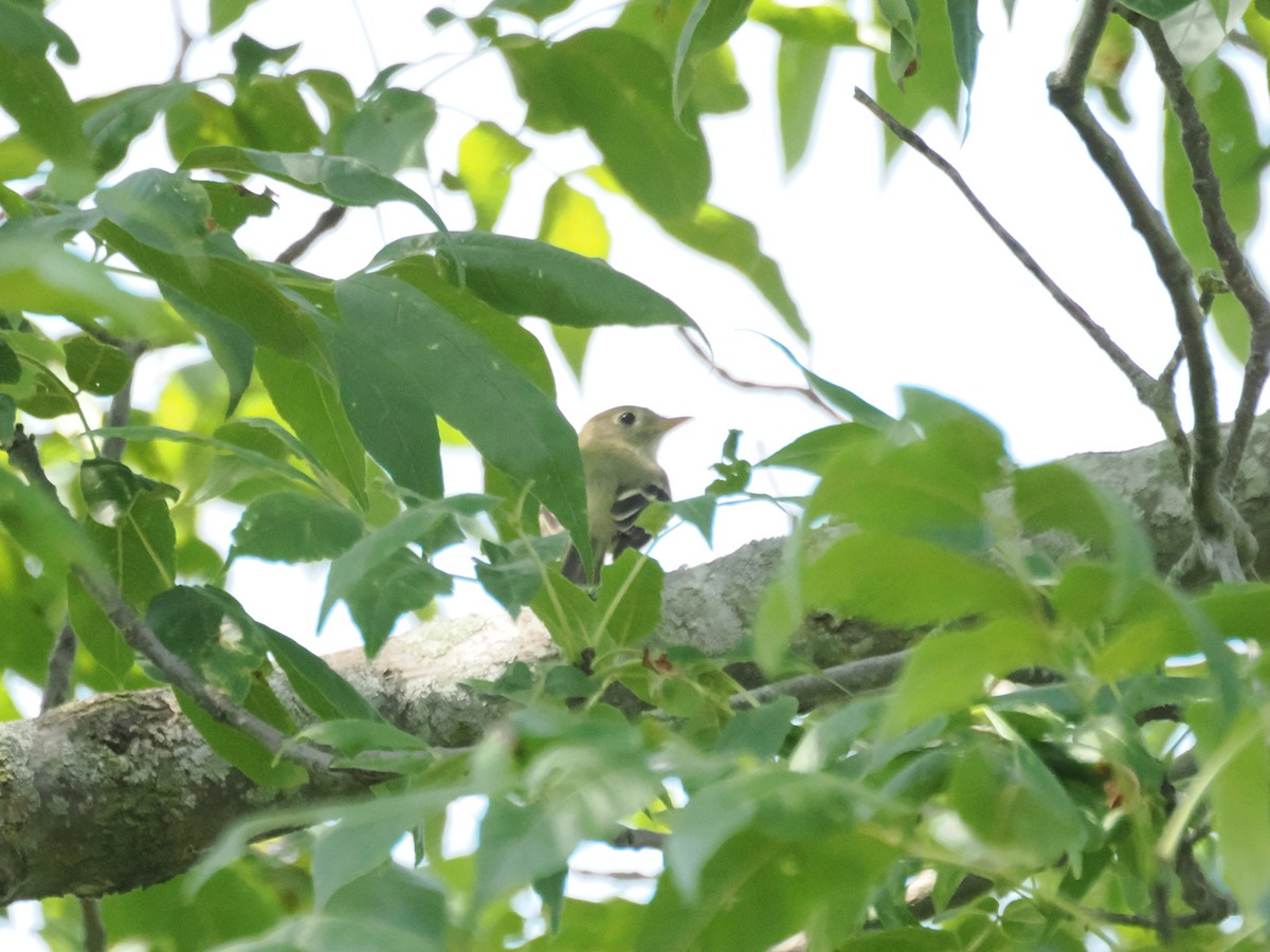 Sarı Karınlı Boreal Sinekkapan - ML640063896