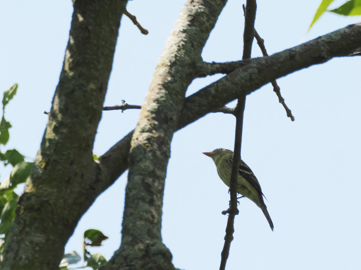 Sarı Karınlı Boreal Sinekkapan - ML640063897