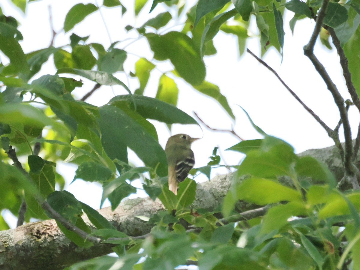 Sarı Karınlı Boreal Sinekkapan - ML640063899