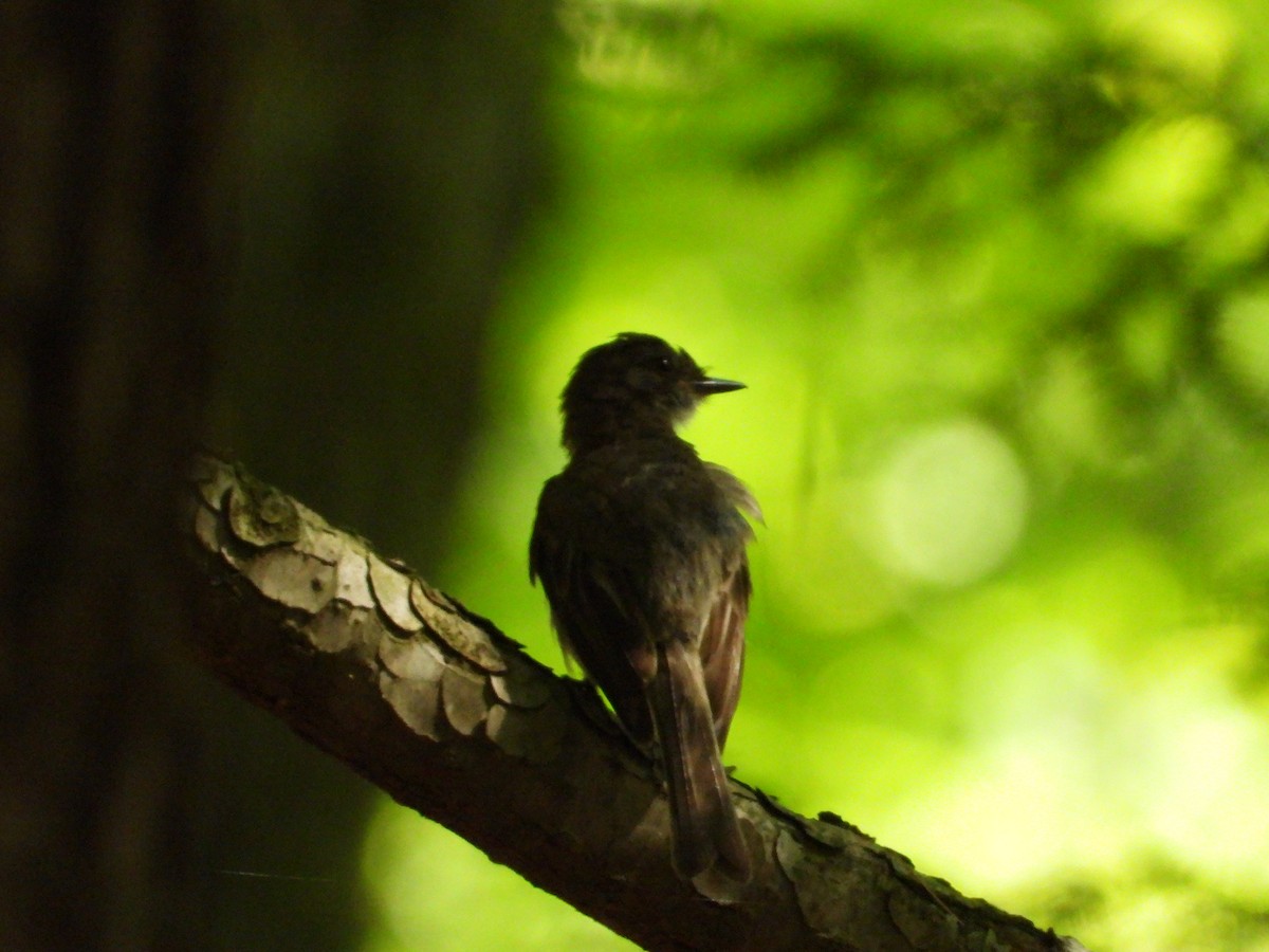 Eastern Wood-Pewee - ML640063900