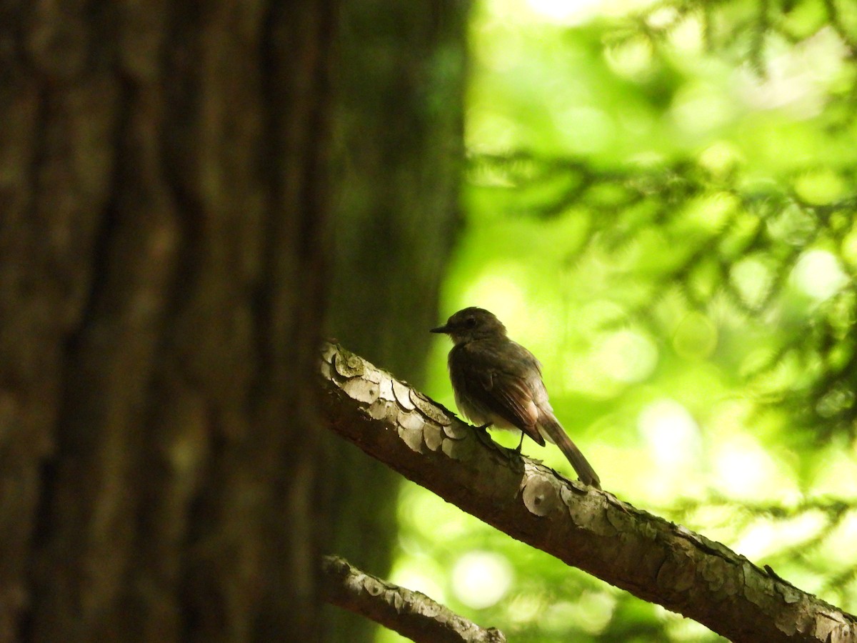 Eastern Wood-Pewee - ML640063901