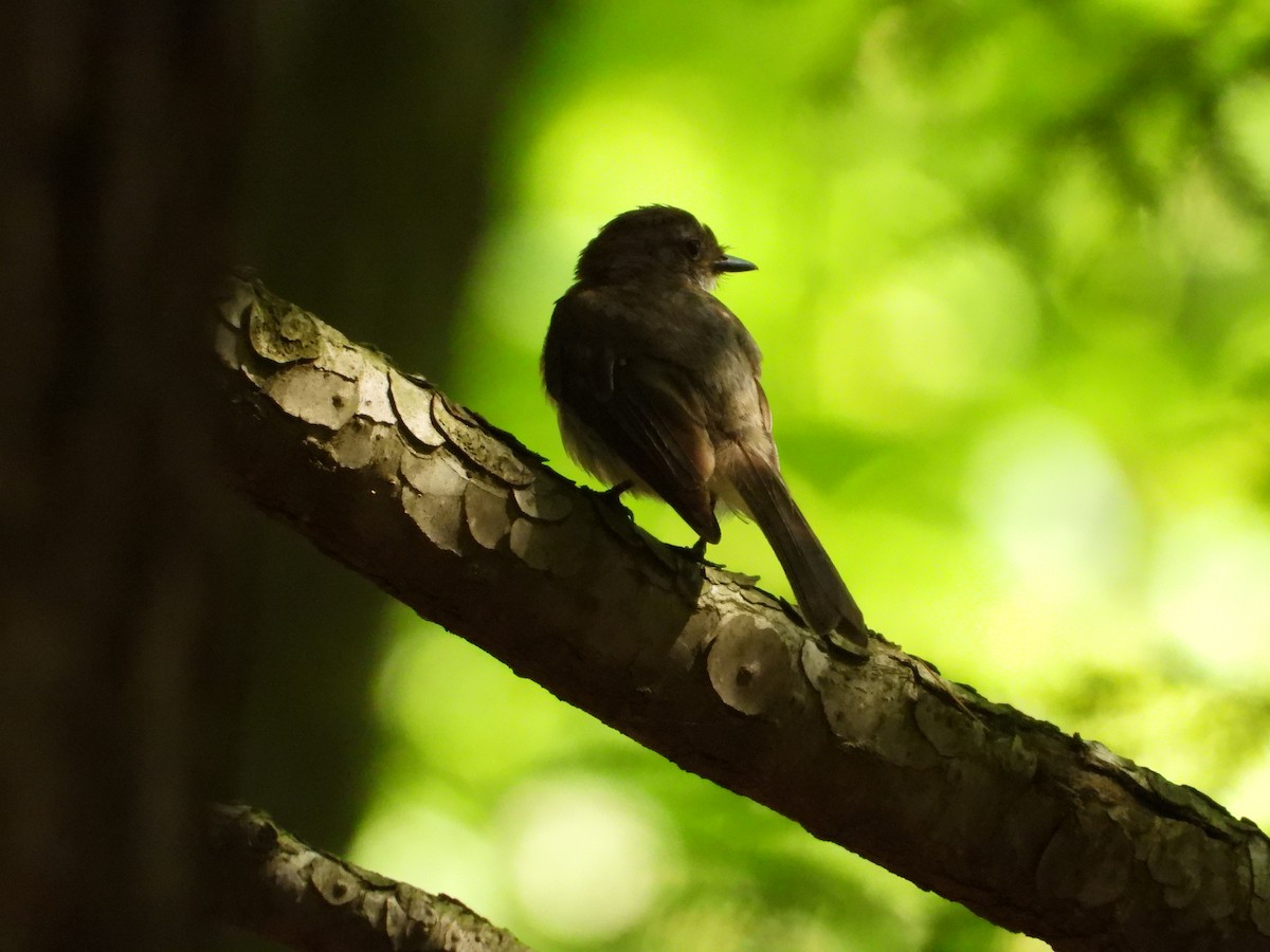 Eastern Wood-Pewee - ML640063902