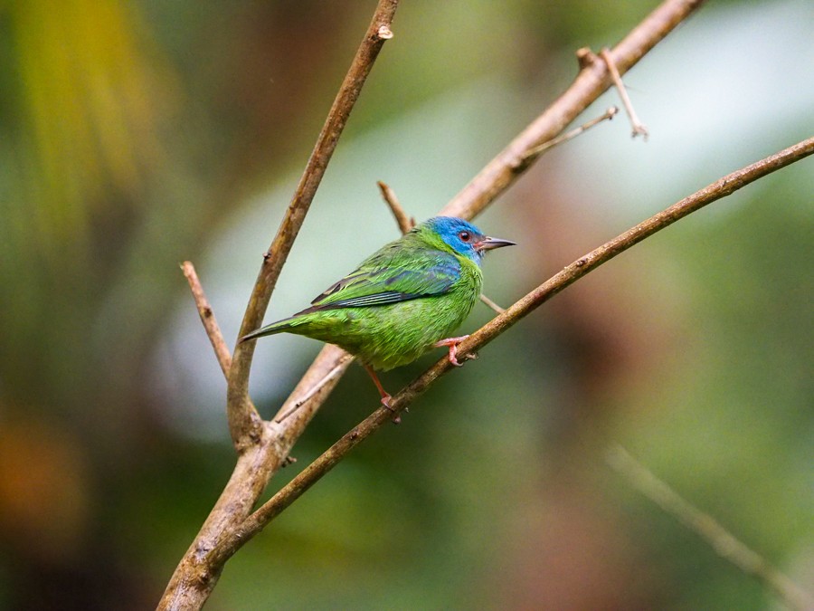 Blue Dacnis - ML640063917