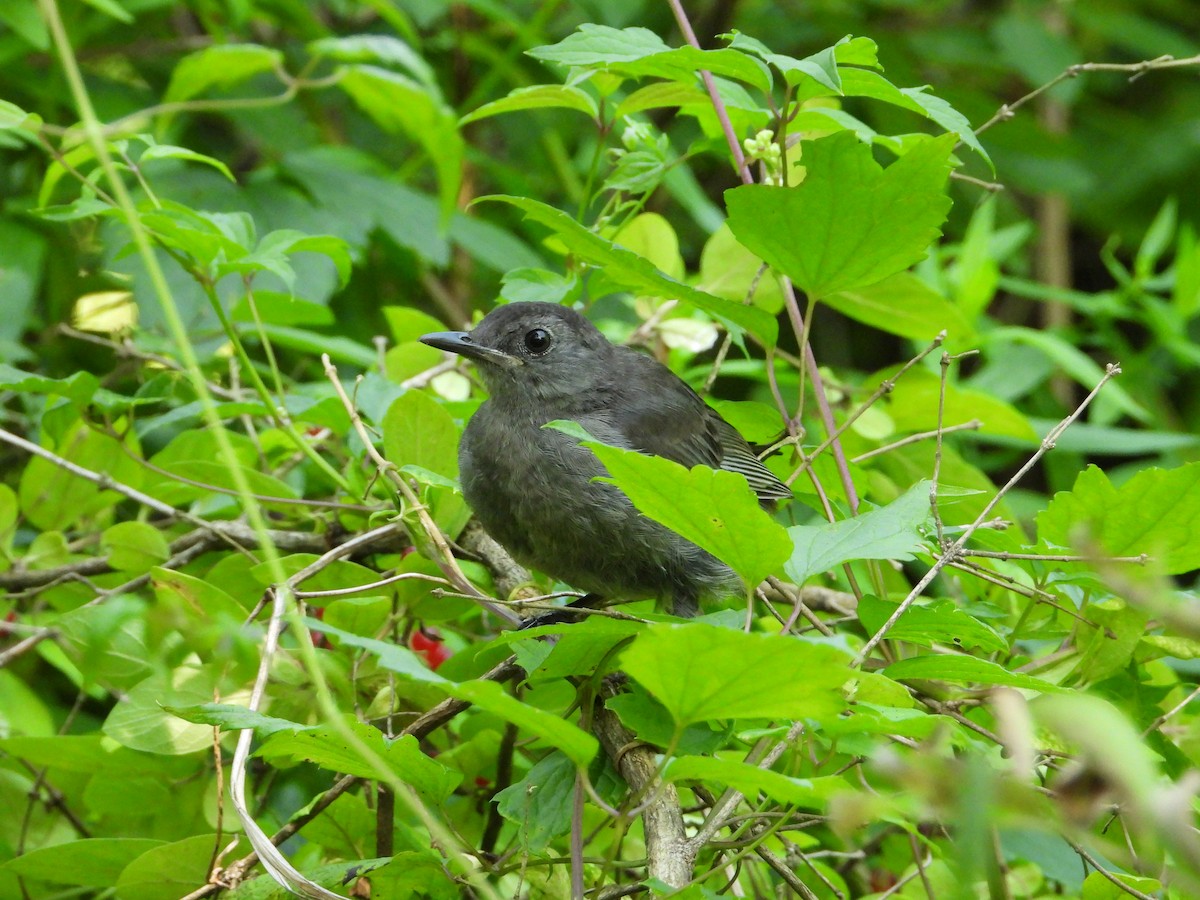 Gray Catbird - ML640063927