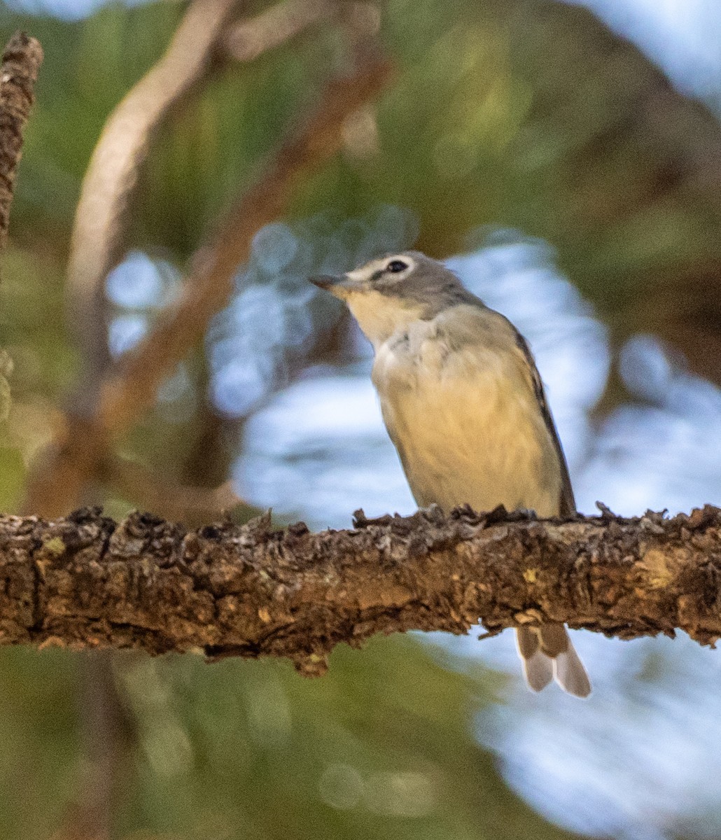 Plumbeous Vireo - ML640063928
