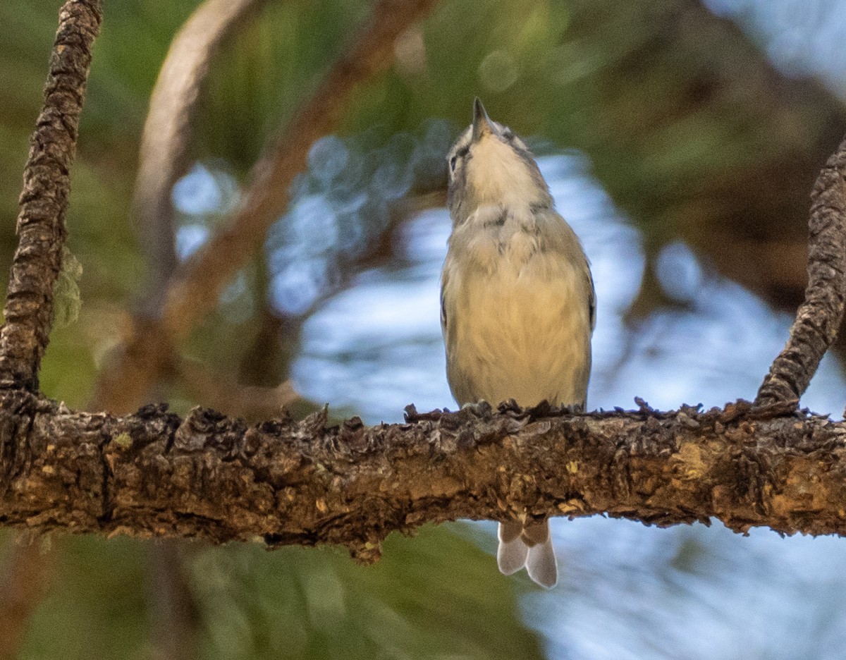 Plumbeous Vireo - ML640063929