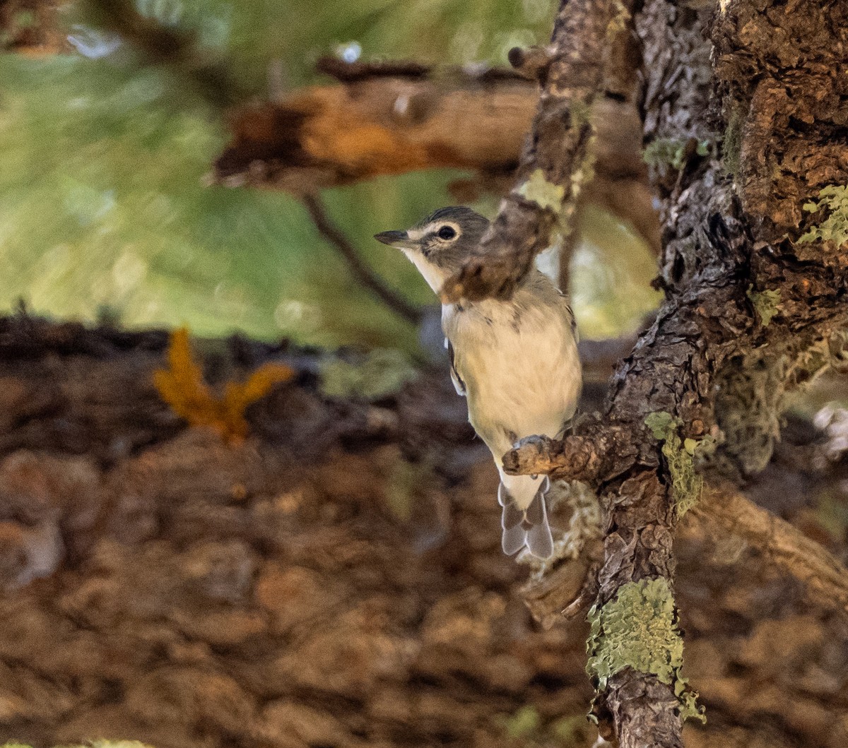 Plumbeous Vireo - ML640063930