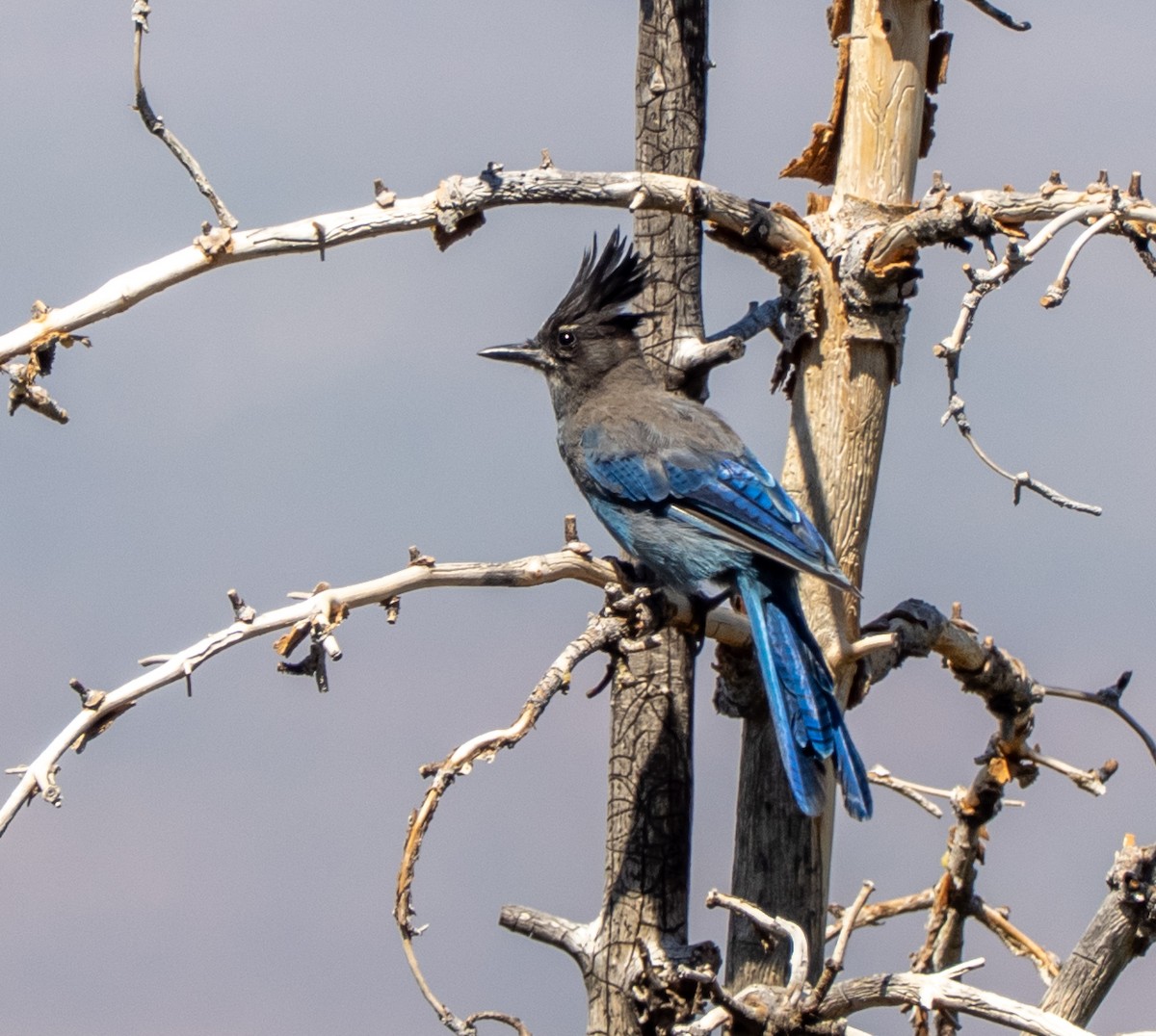 Steller's Jay - ML640063934
