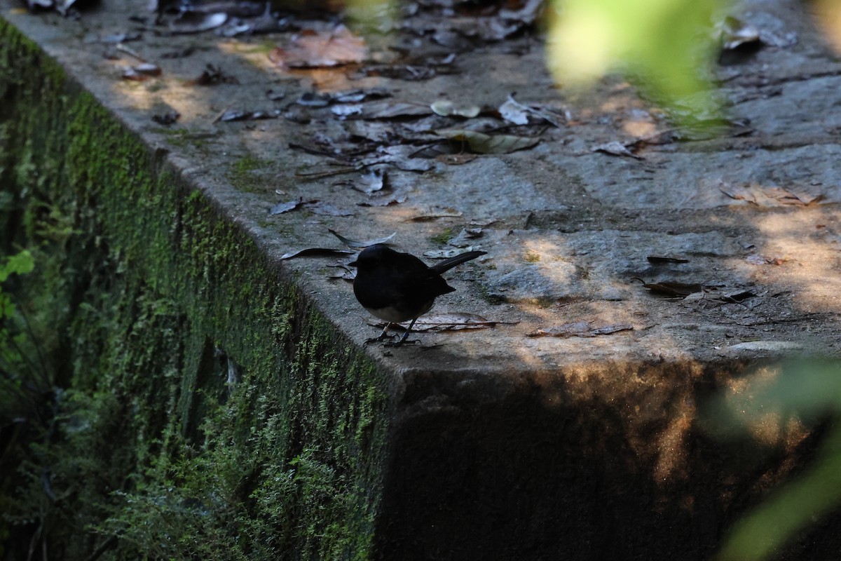 Madagascar Magpie-Robin - ML640063938