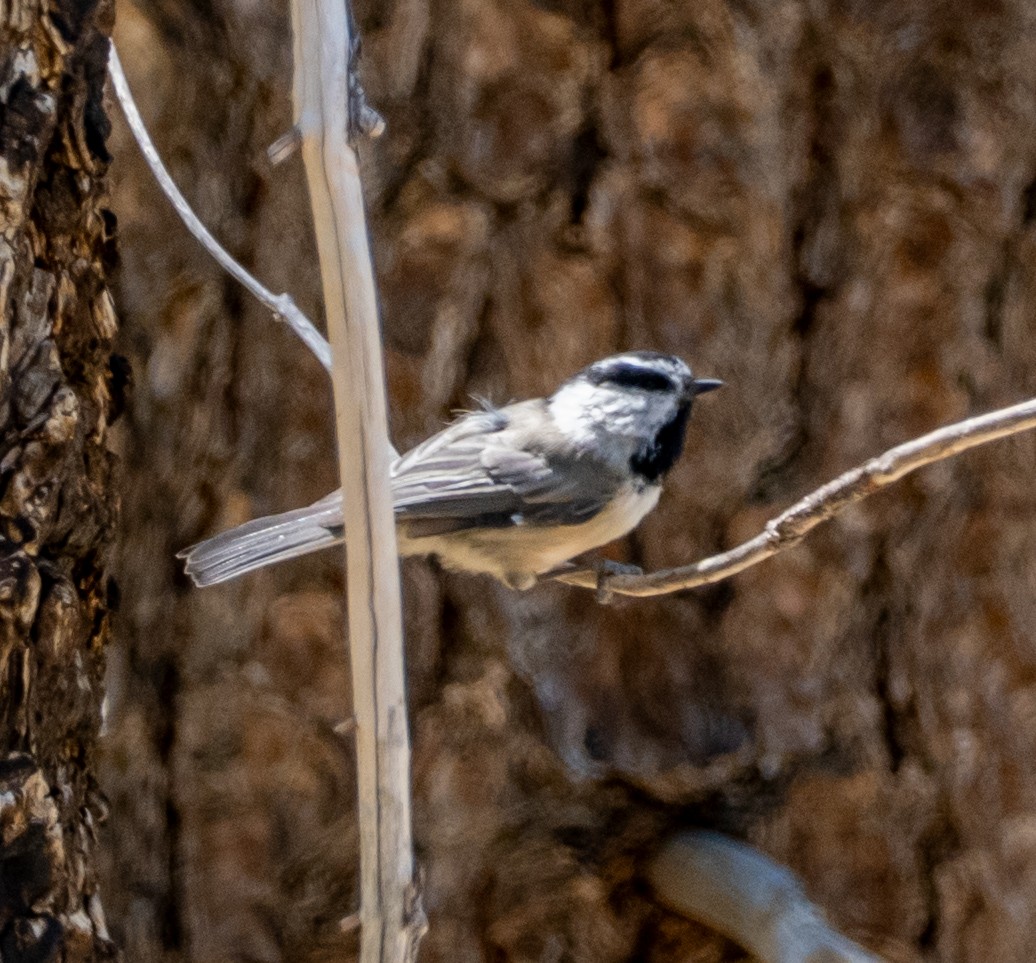 Mountain Chickadee - ML640063940